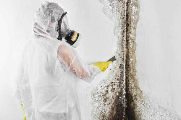 Best Emergency Mold Remediation  in Schofield, WI